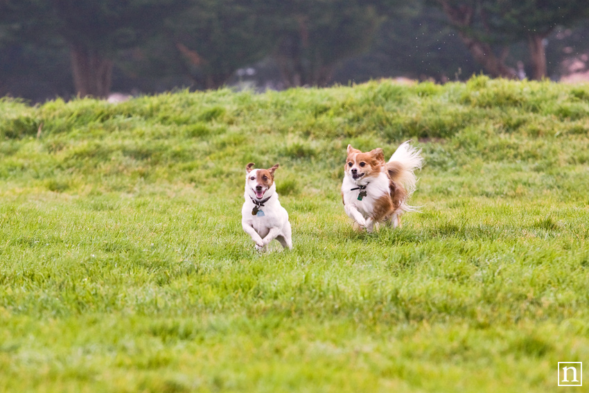 Rocco & Brownie | San Francisco Dog Photographer