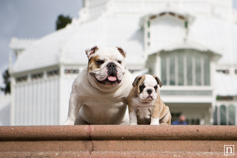 San Francisco Dog Photographer - English Bulldogs | Nuena Photography