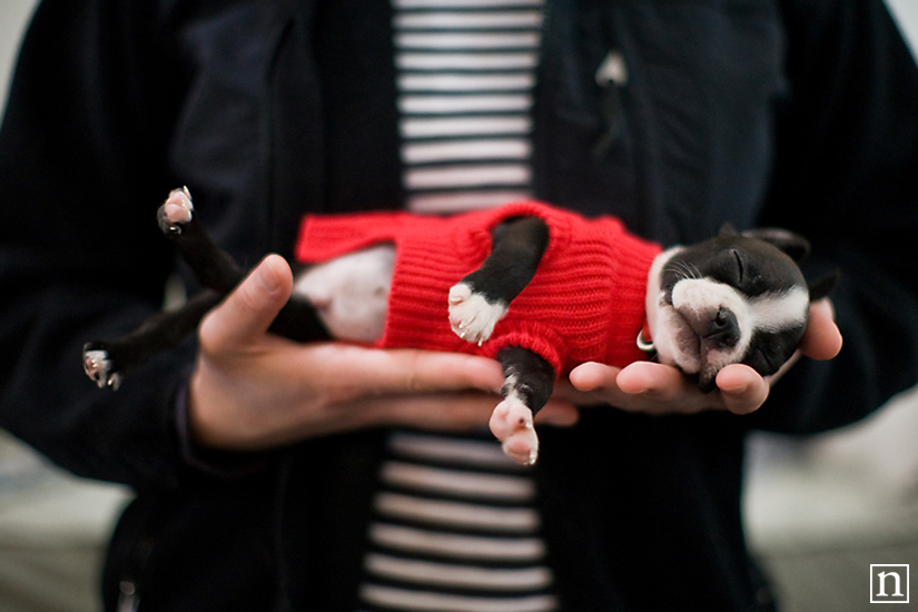 Harley the Boston Terrier Puppy | San Francisco Pet Photographer
