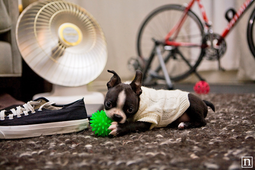 Harley the Boston Terrier Puppy | San Francisco Pet Photographer