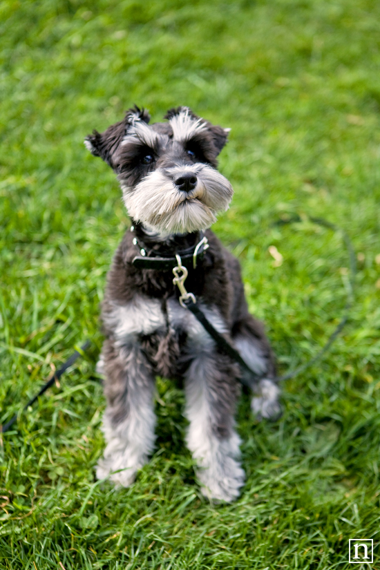 Annie the Mini Schnauzer | San Francisco Pet Photographer Annie the Mini Schnauzer | San Francisco Pet Photographer