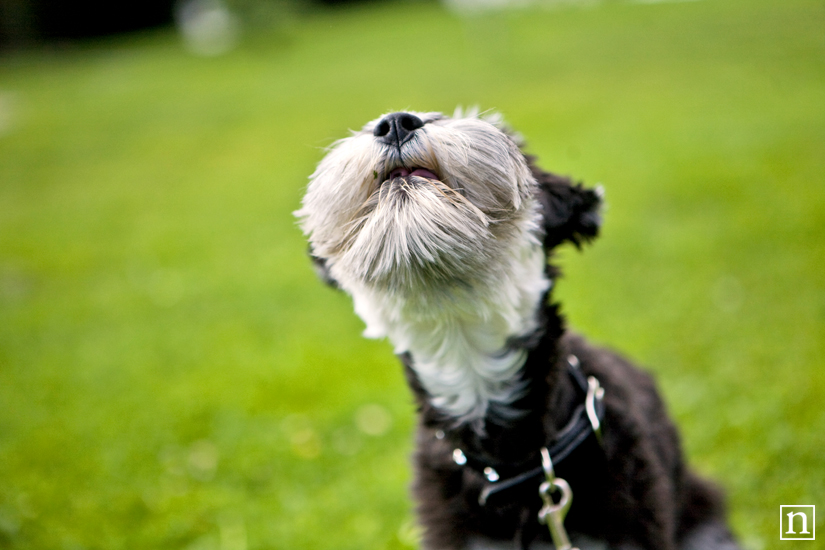 Annie the Mini Schnauzer | San Francisco Pet Photographer Annie the Mini Schnauzer | San Francisco Pet Photographer
