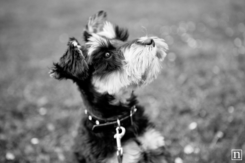 Annie the Mini Schnauzer | San Francisco Pet Photographer Annie the Mini Schnauzer | San Francisco Pet Photographer