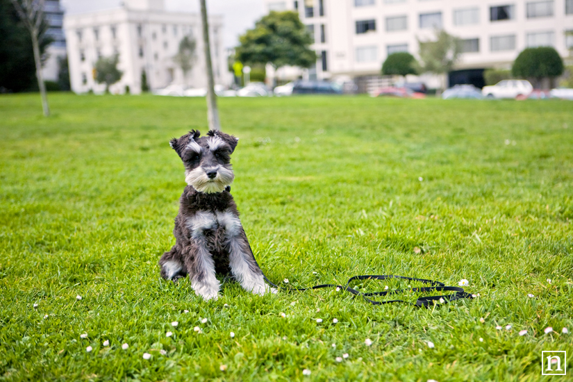 Annie the Mini Schnauzer | San Francisco Pet Photographer Annie the Mini Schnauzer | San Francisco Pet Photographer