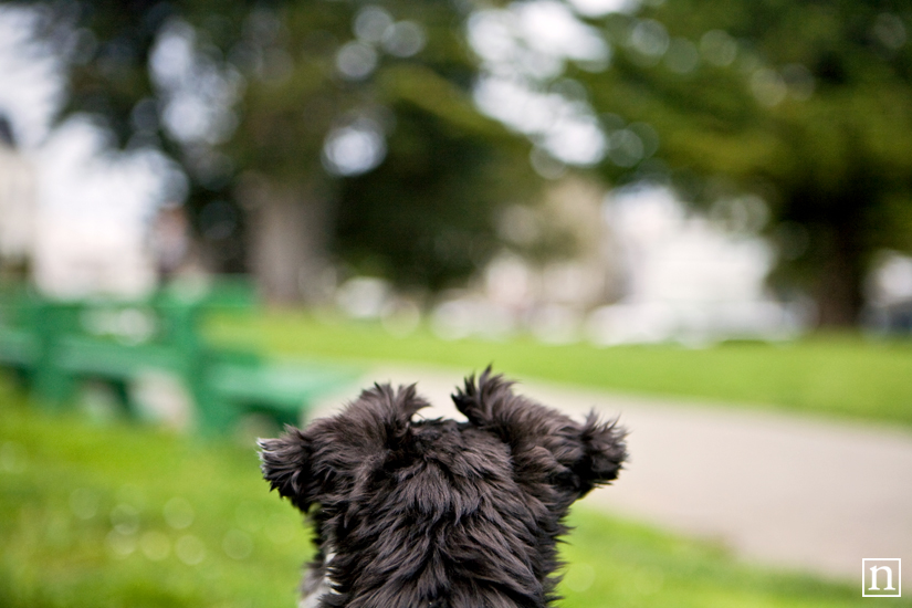 Annie the Mini Schnauzer | San Francisco Pet Photographer Annie the Mini Schnauzer | San Francisco Pet Photographer