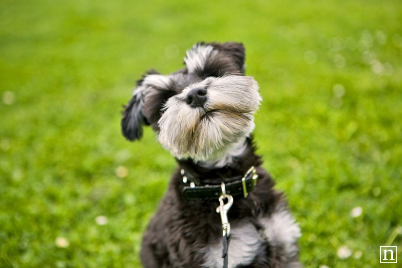 Annie the Mini Schnauzer | San Francisco Pet Photographer Annie the Mini Schnauzer | San Francisco Pet Photographer
