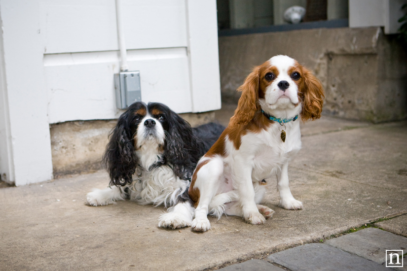 Gemma & Astro the Cavalier King Charles Spaniel | San Francisco Dog Photographer