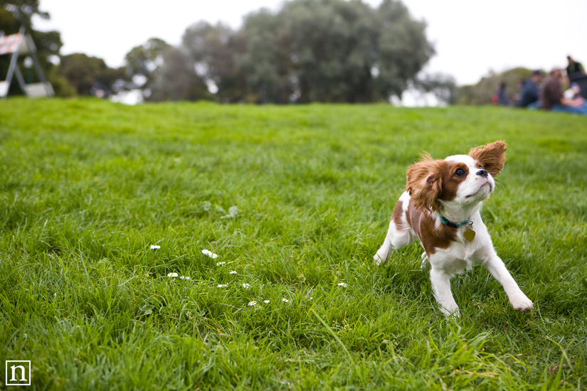 Gemma & Astro the Cavalier King Charles Spaniel | San Francisco Dog Photographer