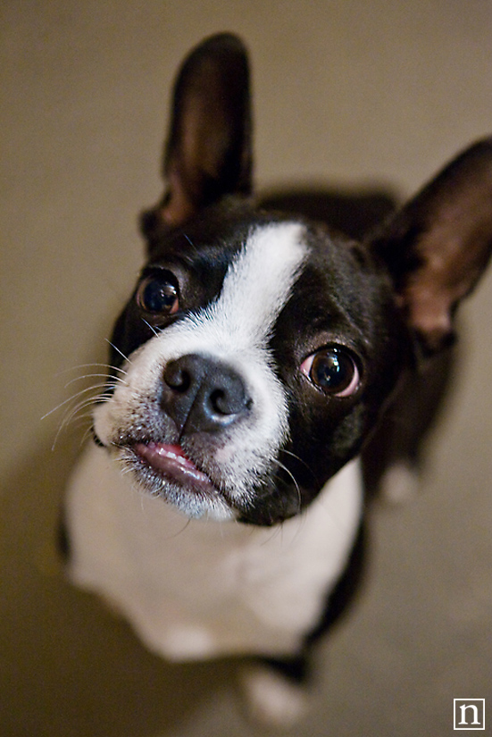 Harley the Boston Terrier | San Francisco Pet Photographer