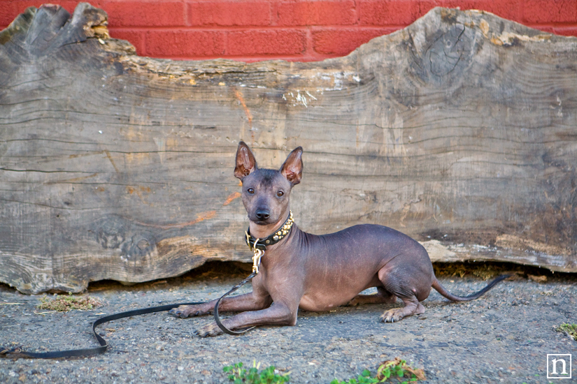 Xochitl the Xolocuintili | San Francisco Dog Photographer