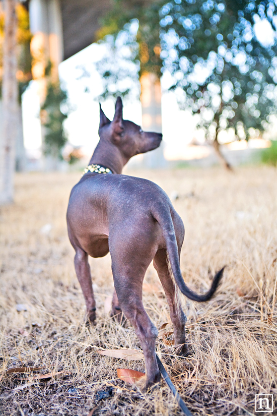 Xochitl the Xolo | San Francisco Dog Photographer
