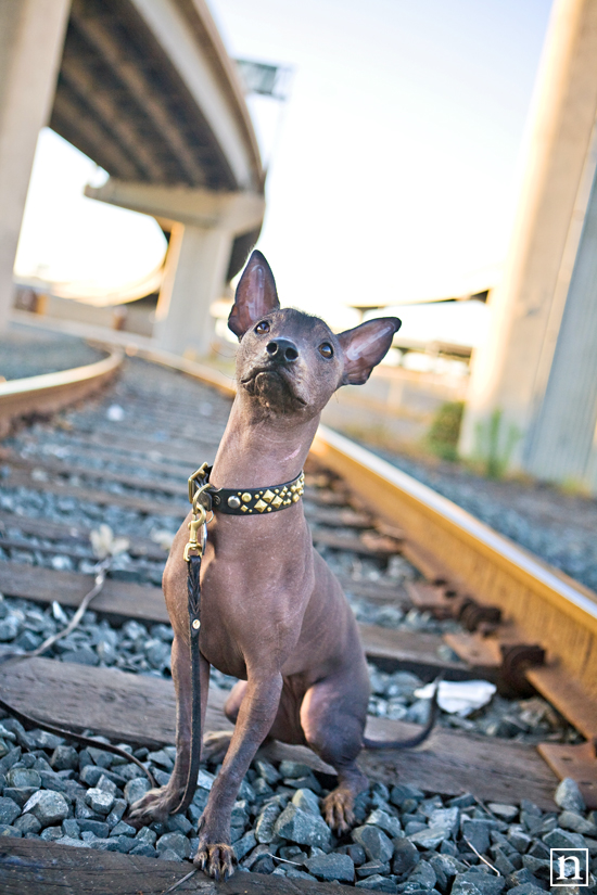 Xochitl the Xolocuintili | San Francisco Dog Photographer