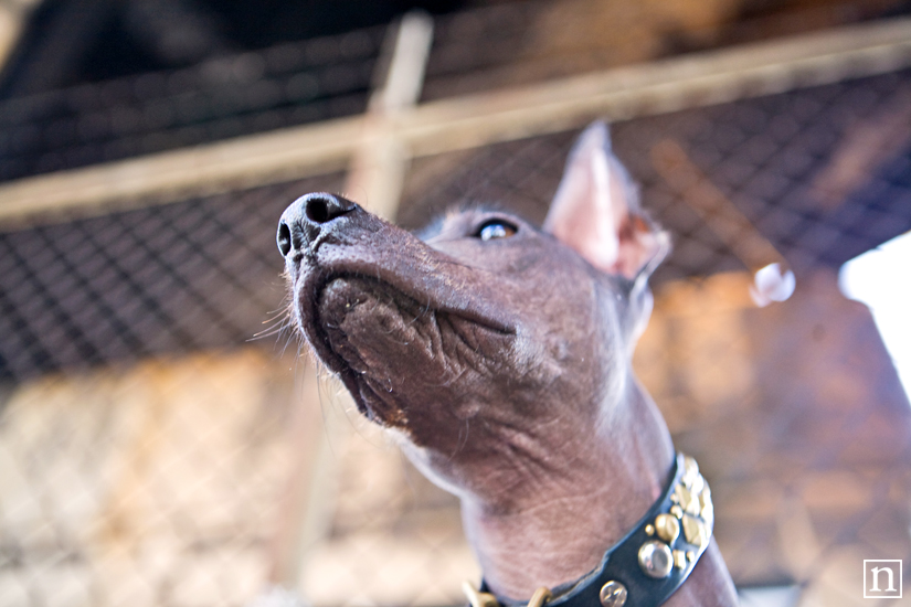 Xochitl the Xolo | San Francisco Dog Photographer