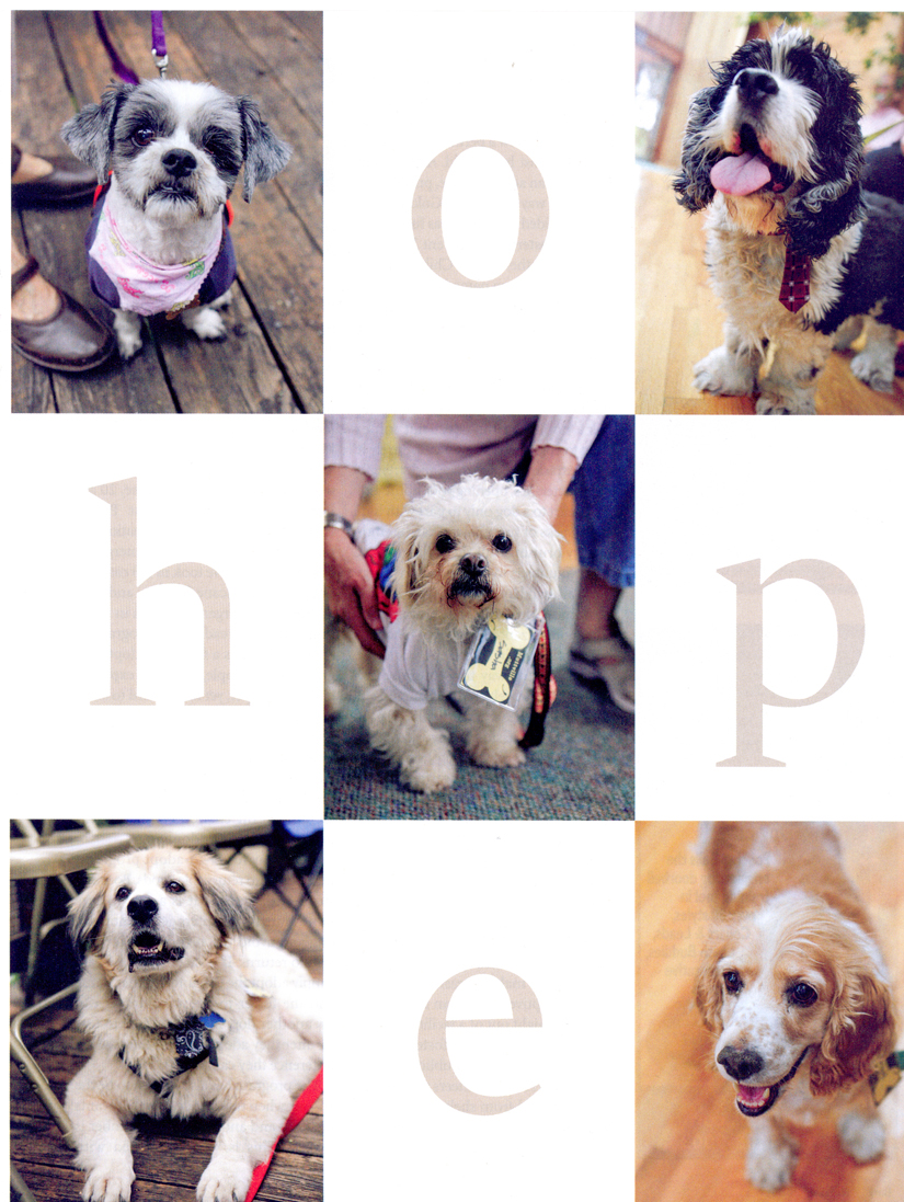 Bark Magazine | San Francisco Dog Photographer Bark Magazine | San Francisco Dog Photographer