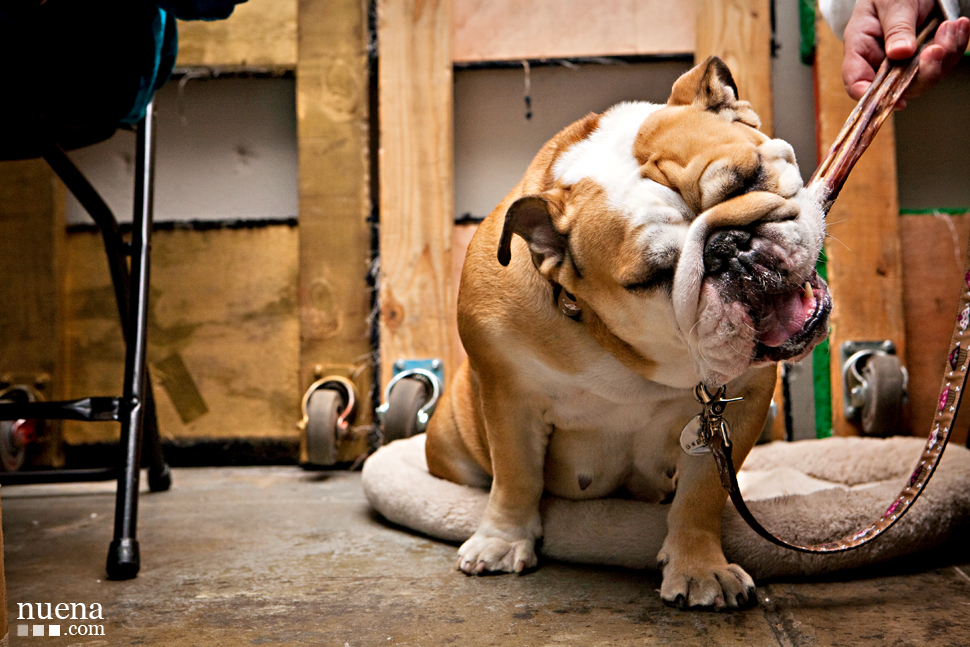 Gwen the English Bulldog | San Francisco Pet Photographer