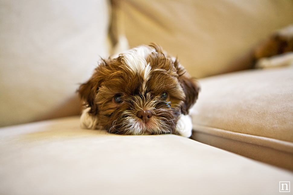 Friday Photo Tip #8 - It's the Little things... | San Francisco Pet Photographer
