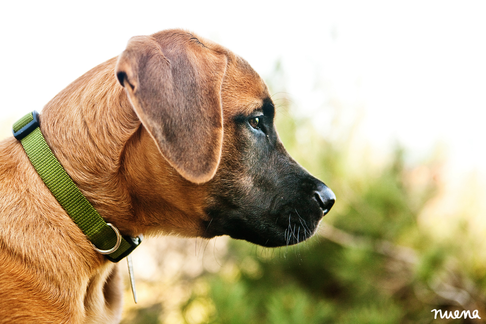 Rino the English Mastiff Puppy | San Francisco Dog Photographer