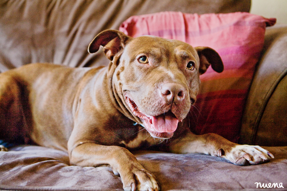 Stella the Pitbull | San Francisco Dog Photographer