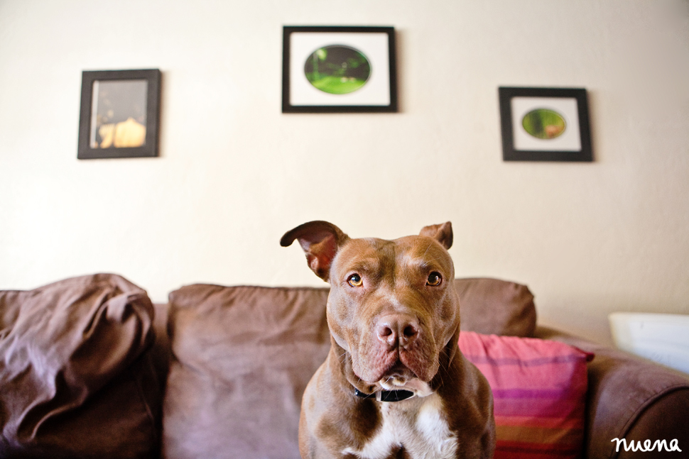 Stella the Pitbull | San Francisco Dog Photographer