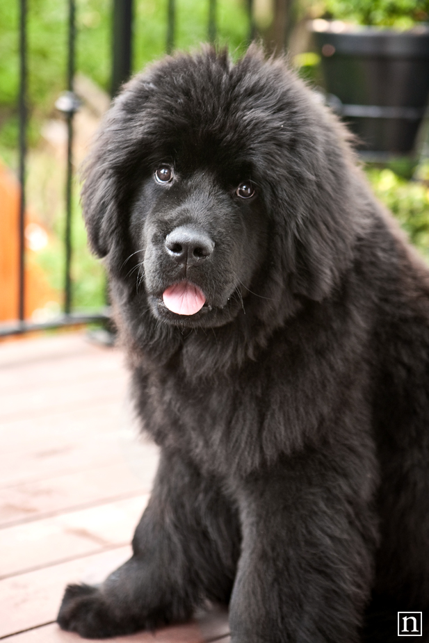 San Francisco Dog Photographer - Newfoundland | Nuena Photography