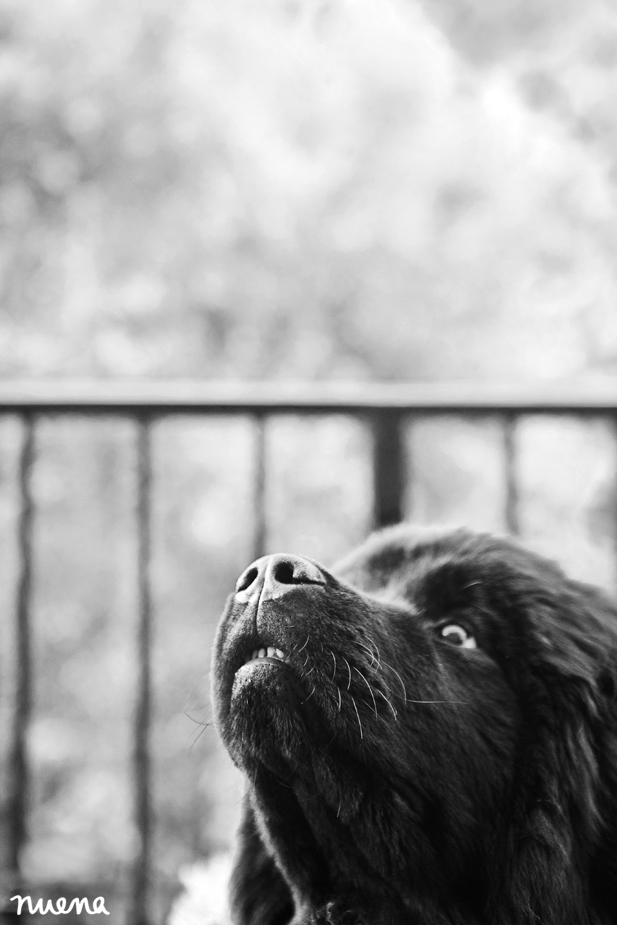 San Francisco Dog Photographer - Newfoundland Puppy | Nuena Photography
