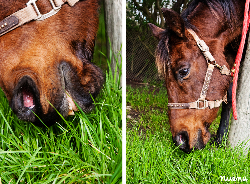 Nana the Horse | San Francisco Pet Photographer