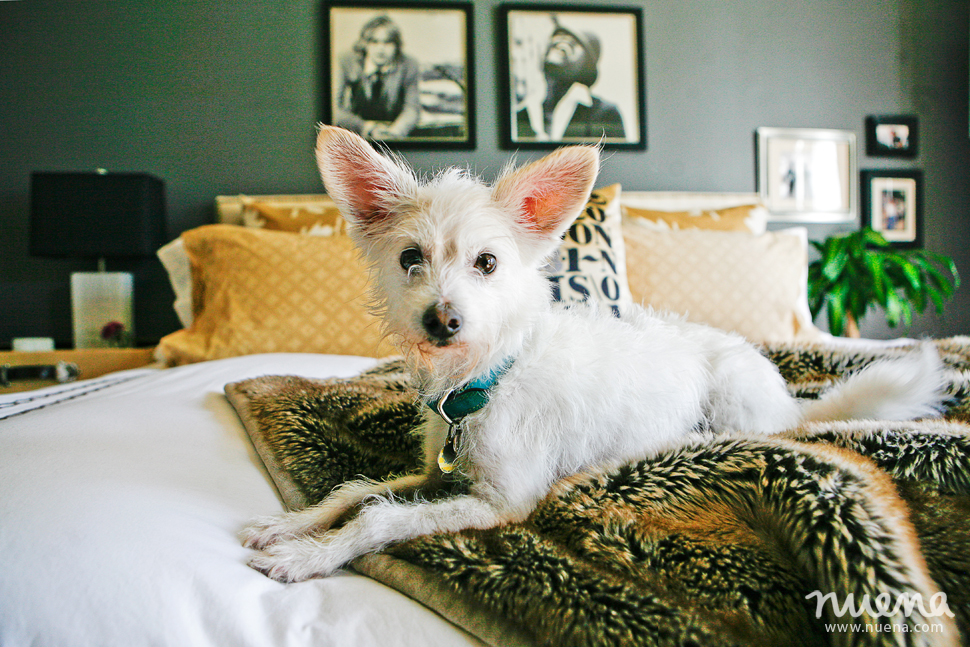 Bella the Westie Mix | San Francisco Dog Photographer