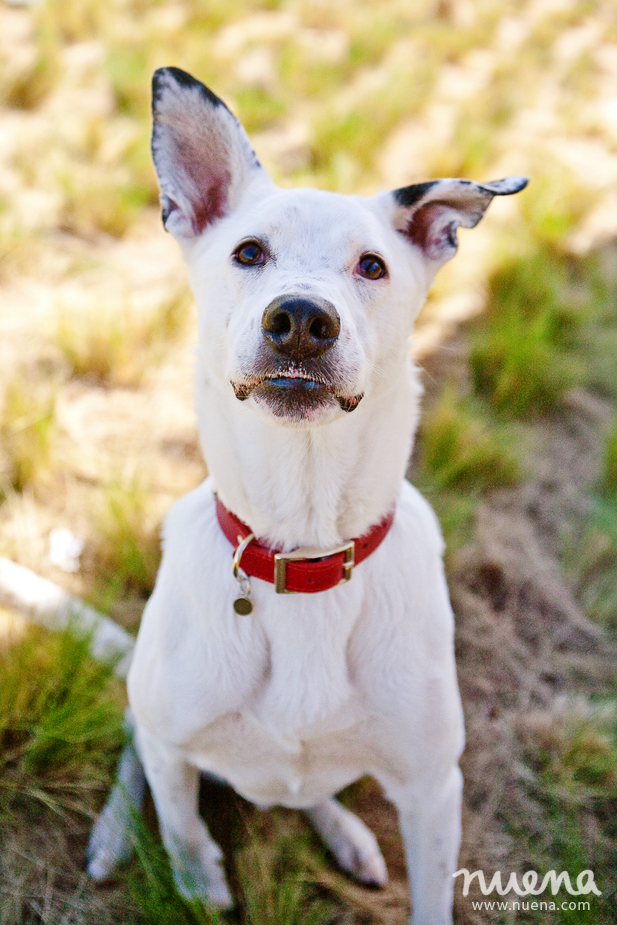 Cody The Dog | San Francisco Pet Photographer