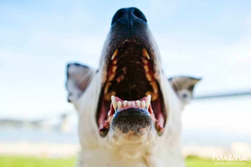 Cody The Dog | San Francisco Pet Photographer