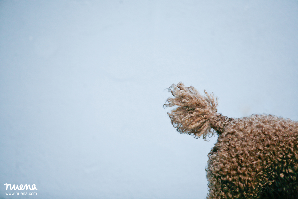 San Francisco Dog Photographer - Farfel The Mini Poodle | Nuena Photography