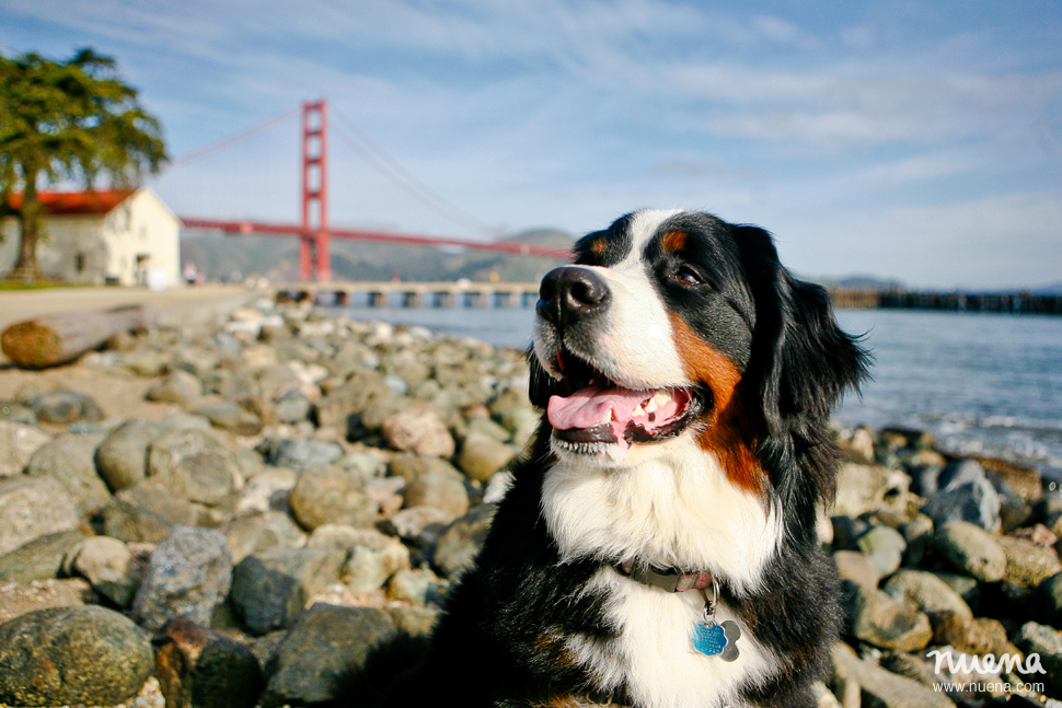 Izzy The Bernese Mountain Dog | San Francisco Pet Photographer