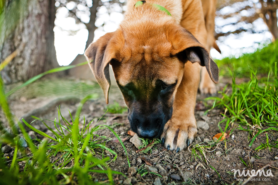 Rino The English Mastiff Puppy | San Francisco Dog Photographer