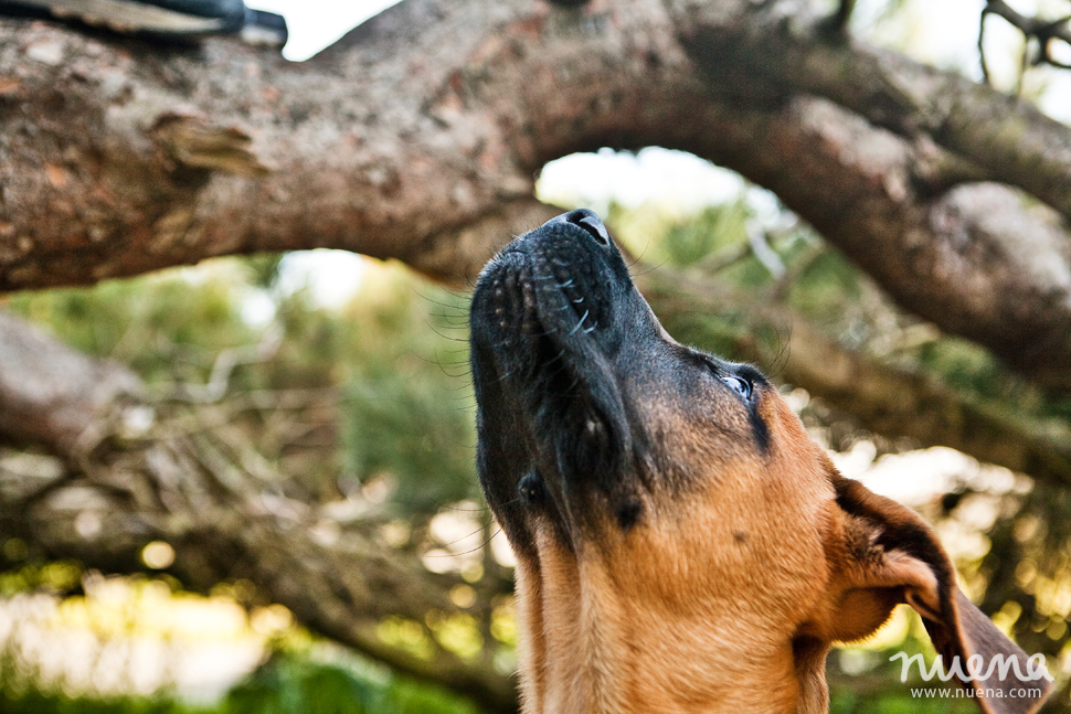 Rino The English Mastiff Puppy | San Francisco Dog Photographer