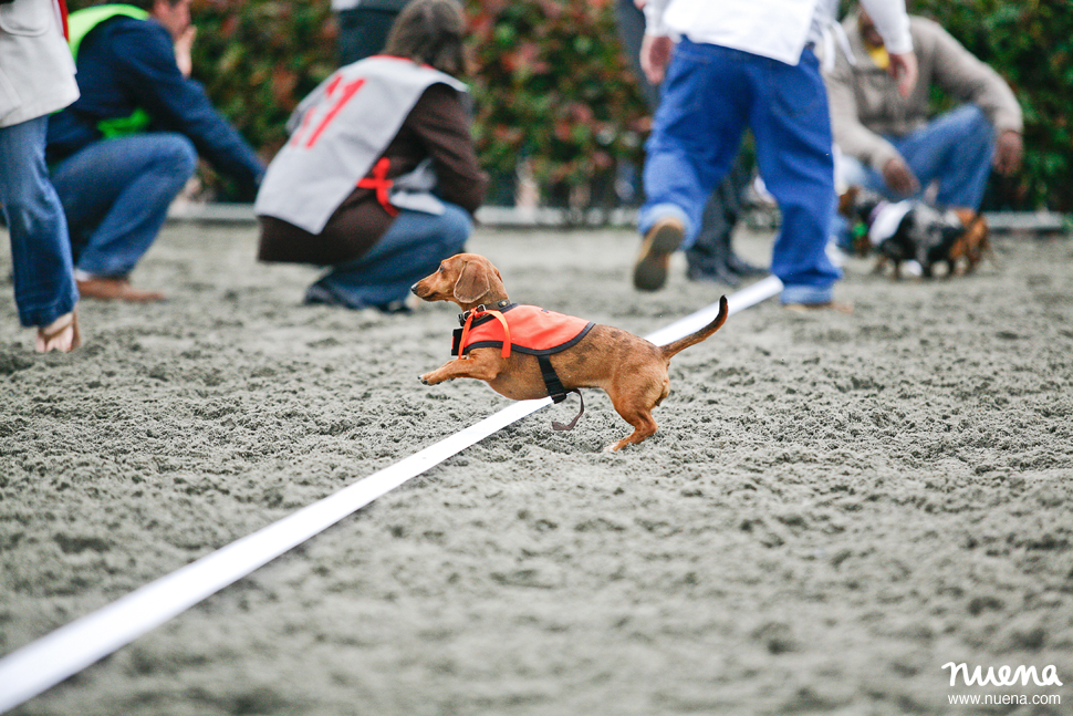 2010 Wiener Nationals at Golden Gate Fields | San Francisco Pet Photographer