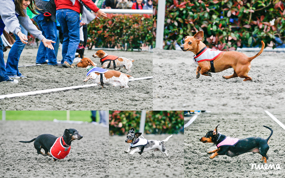 2010 Wiener Nationals at Golden Gate Fields | San Francisco Pet Photographer