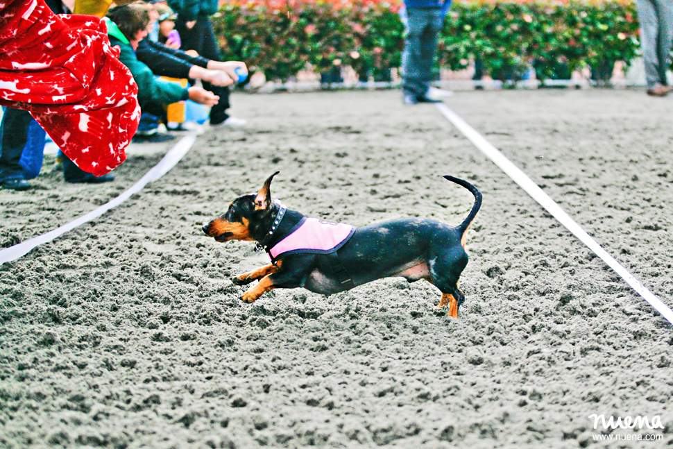 2010 Wiener Nationals at Golden Gate Fields - Winner Sammy Davis Jr. | San Francisco Pet Photographer