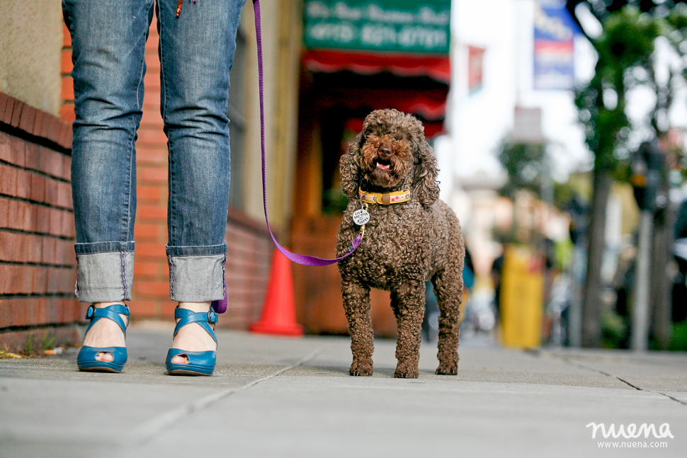 Farfel the Mini Poodle | San Francisco Dog Photographer