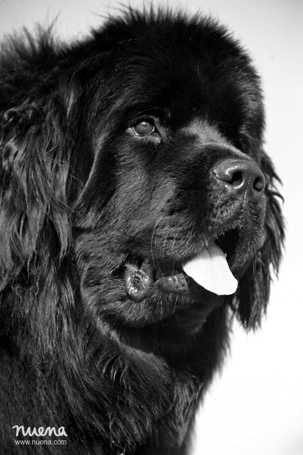 San Francisco Dog Photographer - Newfoundland | Nuena Photography